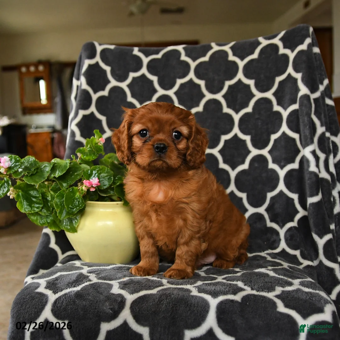 Cavalier King Charles Spaniel dogs for sale: Rocket - Ad 1