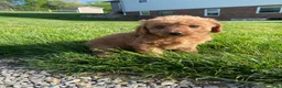 Cavapoo dogs for sale: Lucy - Ad 4