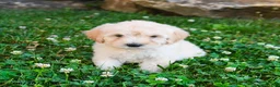 Mini Goldendoodle dogs for sale: Karen - Ad 4