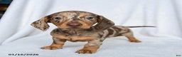Miniature Dachshund dogs for sale: Willow - Ad 2