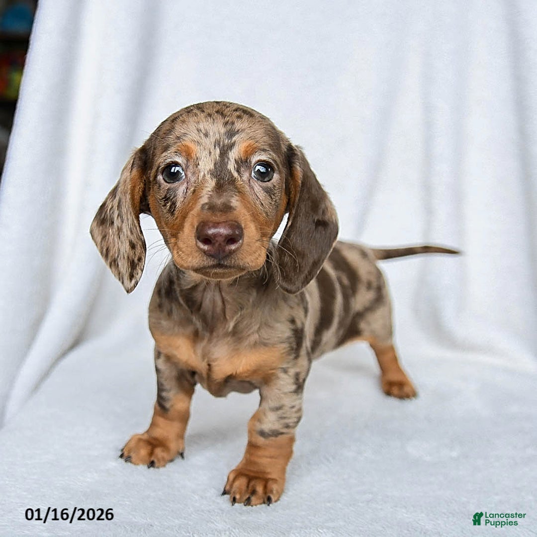 Miniature Dachshund dogs for sale: Willow - Ad 2