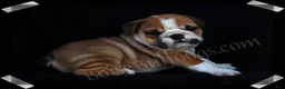 English Bulldog dogs for sale: Griff (M) - Ad 3