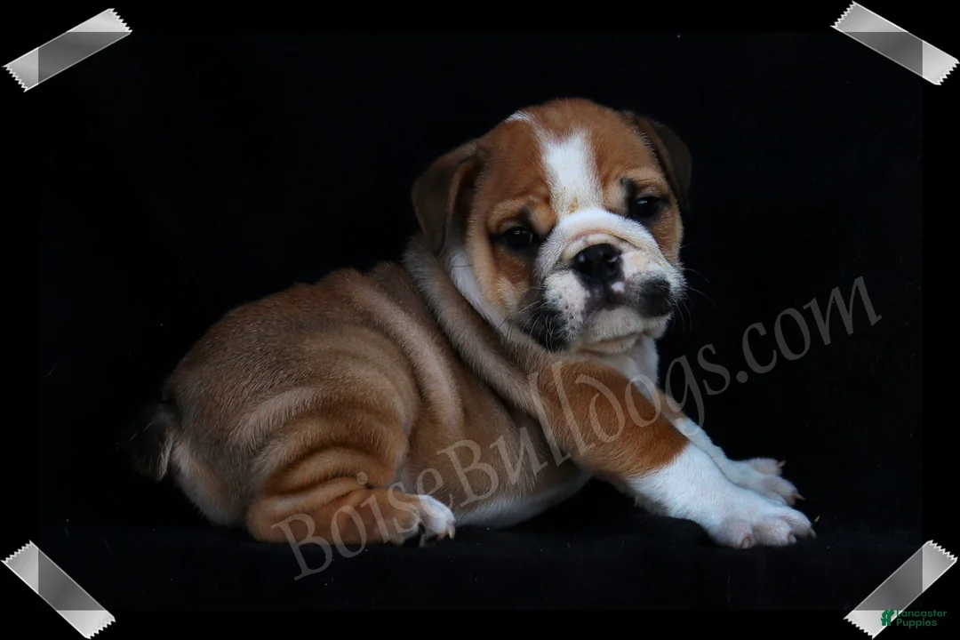 English Bulldog dogs for sale: Griff (M) - Ad 3
