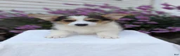 Welsh Corgi Pembroke dogs for sale: Liam  - Ad 5