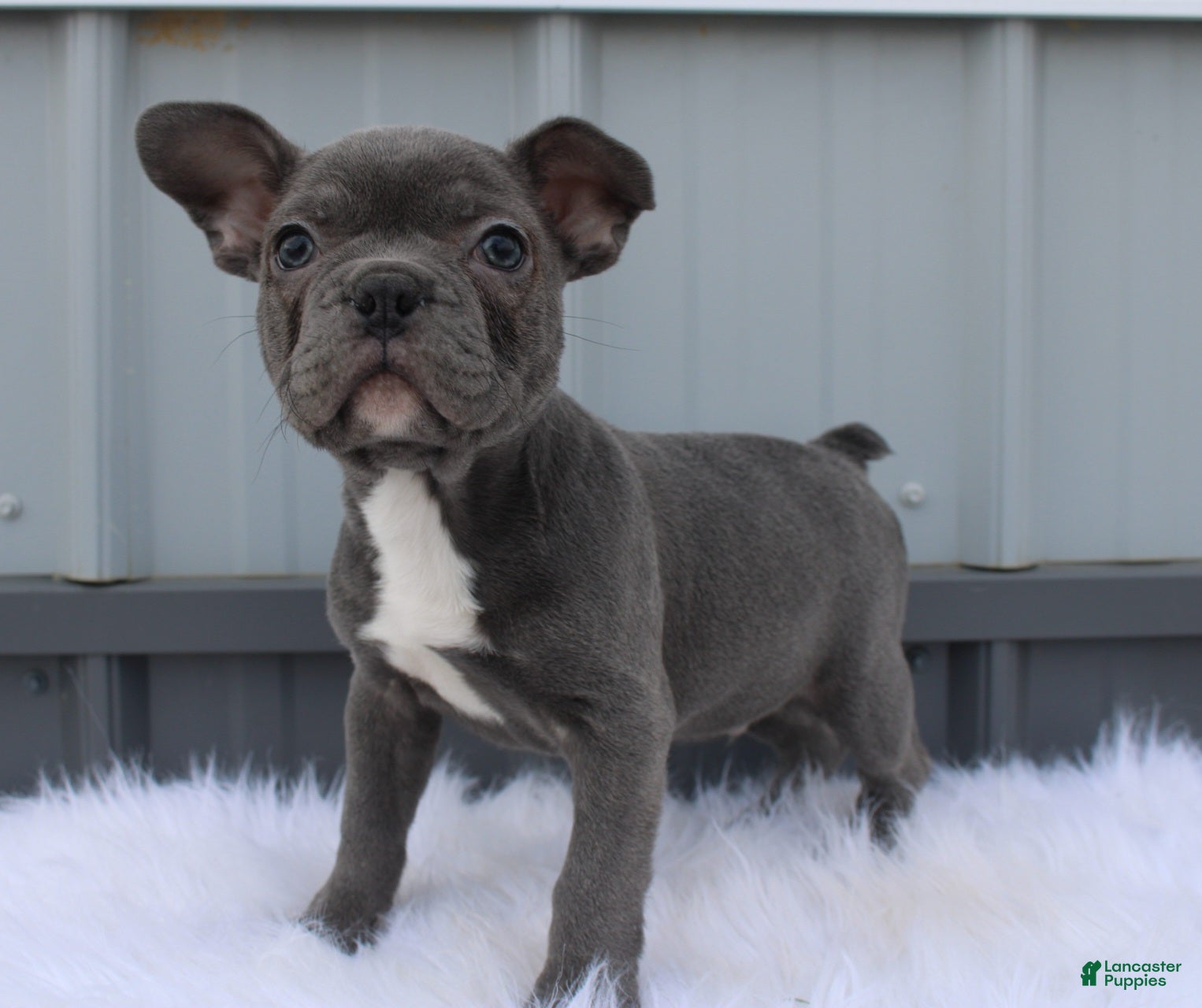 Mixed Breed dogs Beau - Ad 15