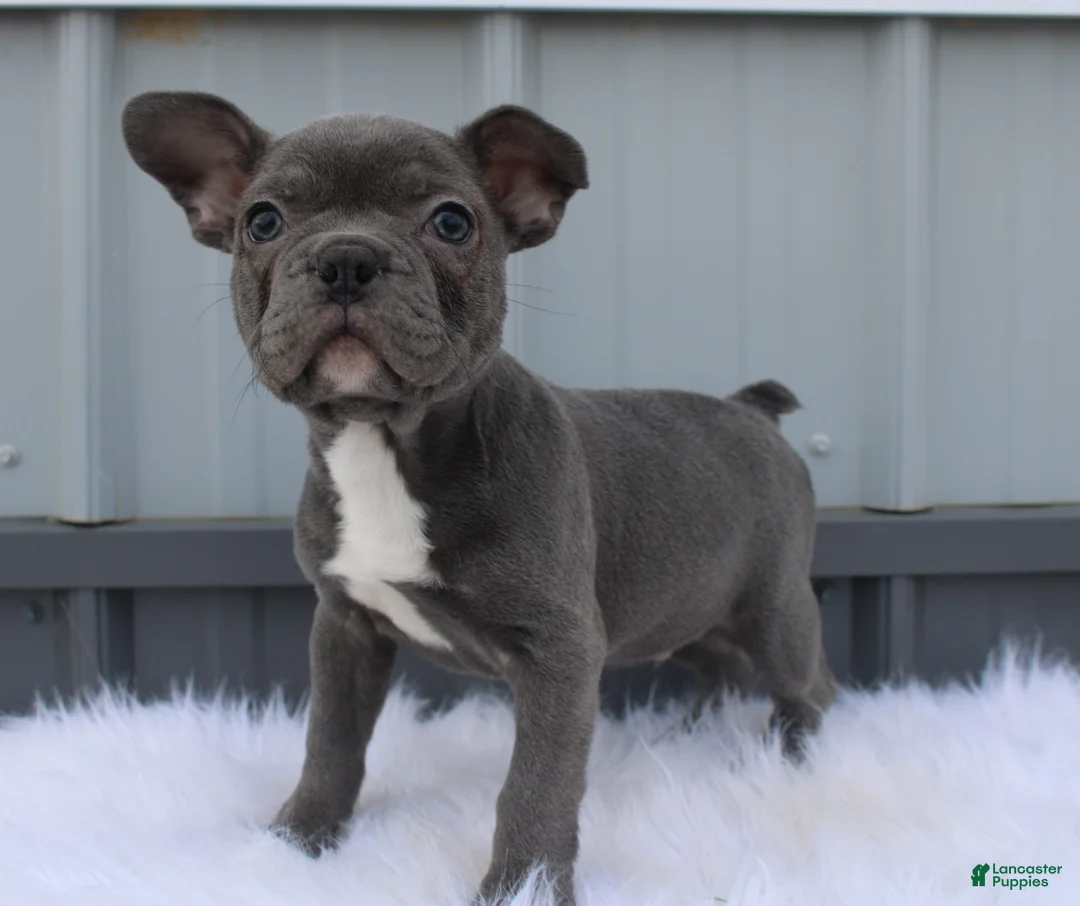 Mixed Breed dogs for sale: Beau - Ad 1