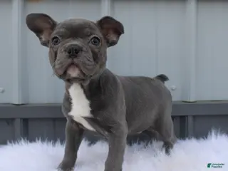 Mixed Breed dogs Beau - Ad 15