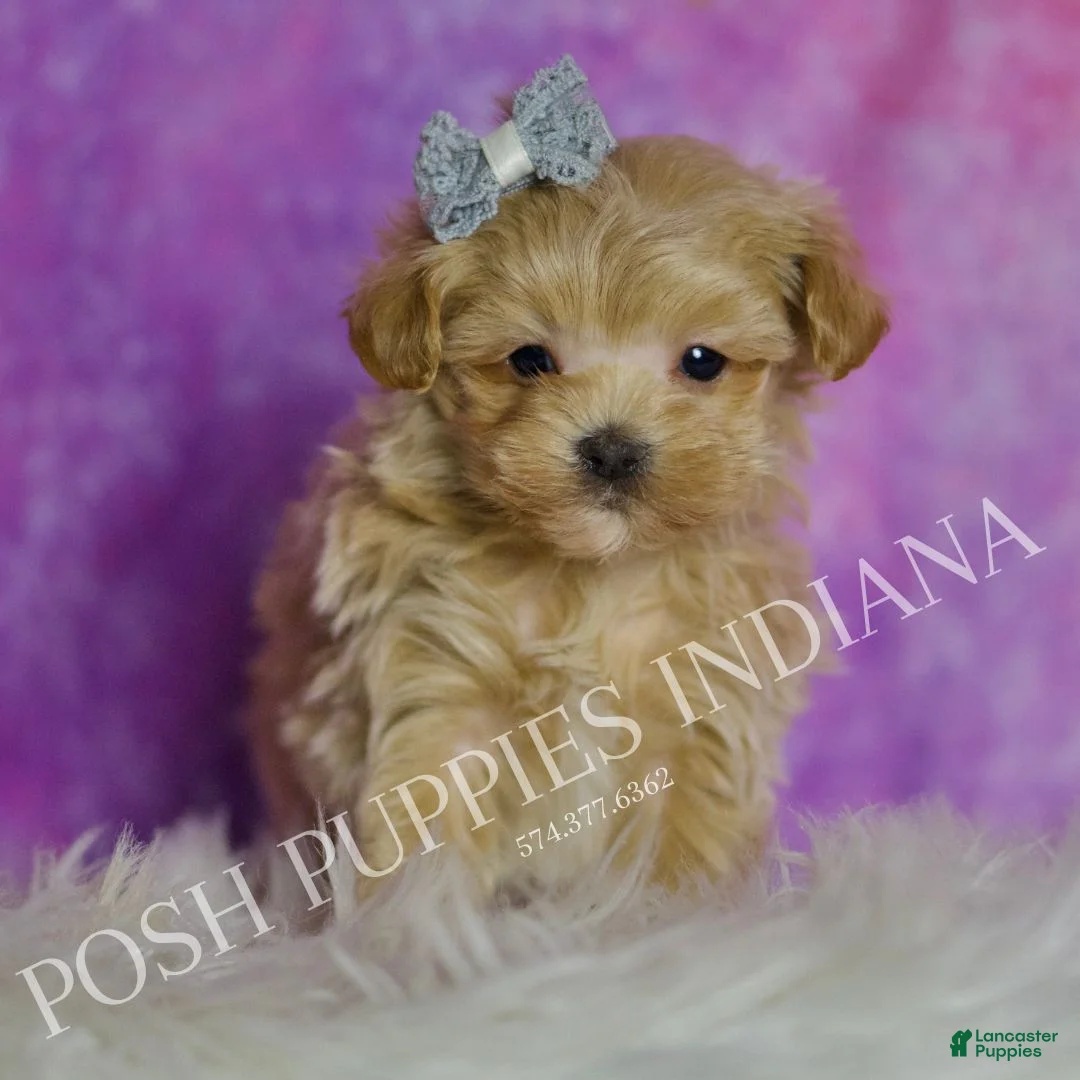 Maltipoo dogs for sale: Tiny Tinker - Ad 2
