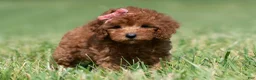 Maltipoo dogs for sale: Poppy seed F1 - Ad 6