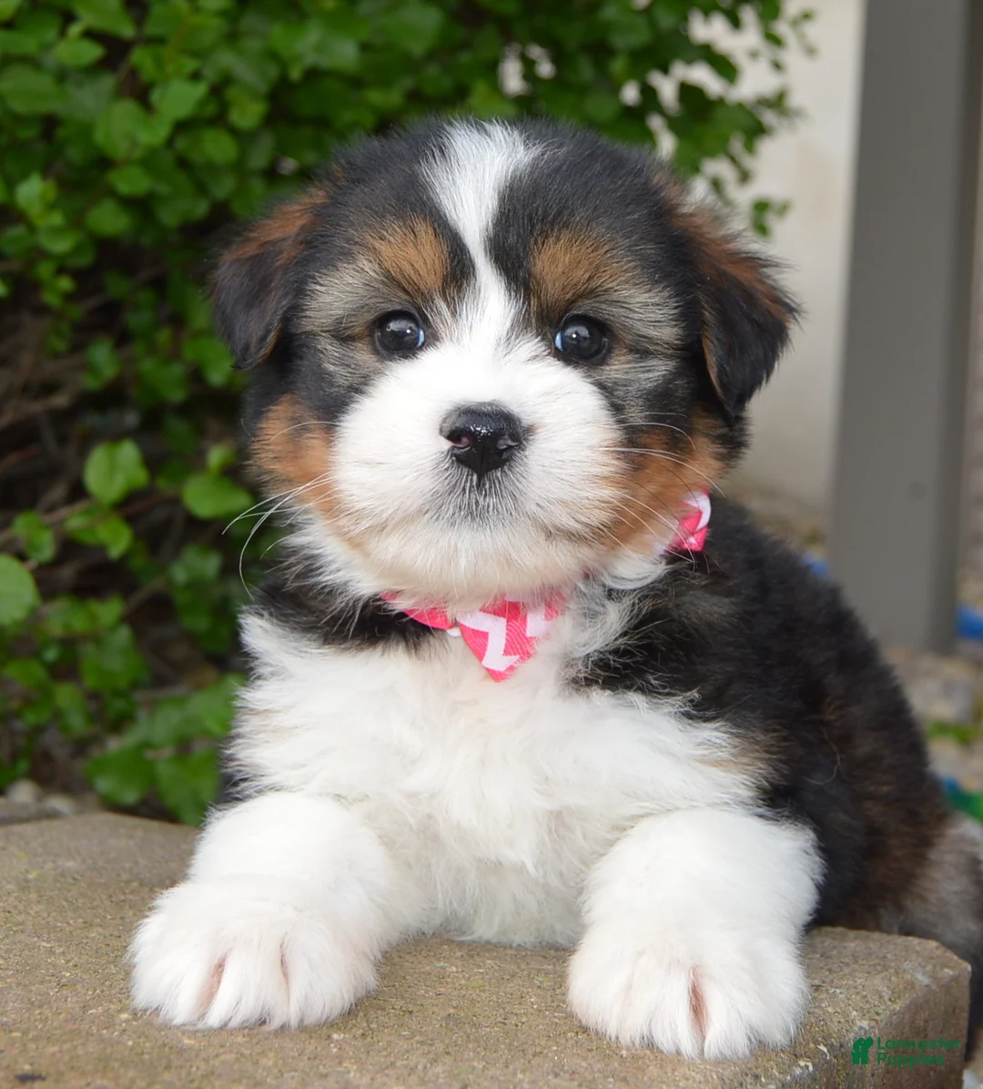 Mini Bernedoodle dogs for sale: Mini Blossom - Ad 1