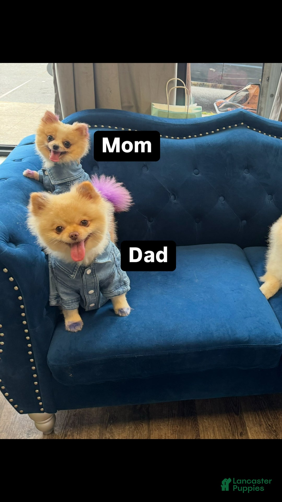 Pomeranian dogs for sale: Pomeranian Puppy 1 - Ad 4