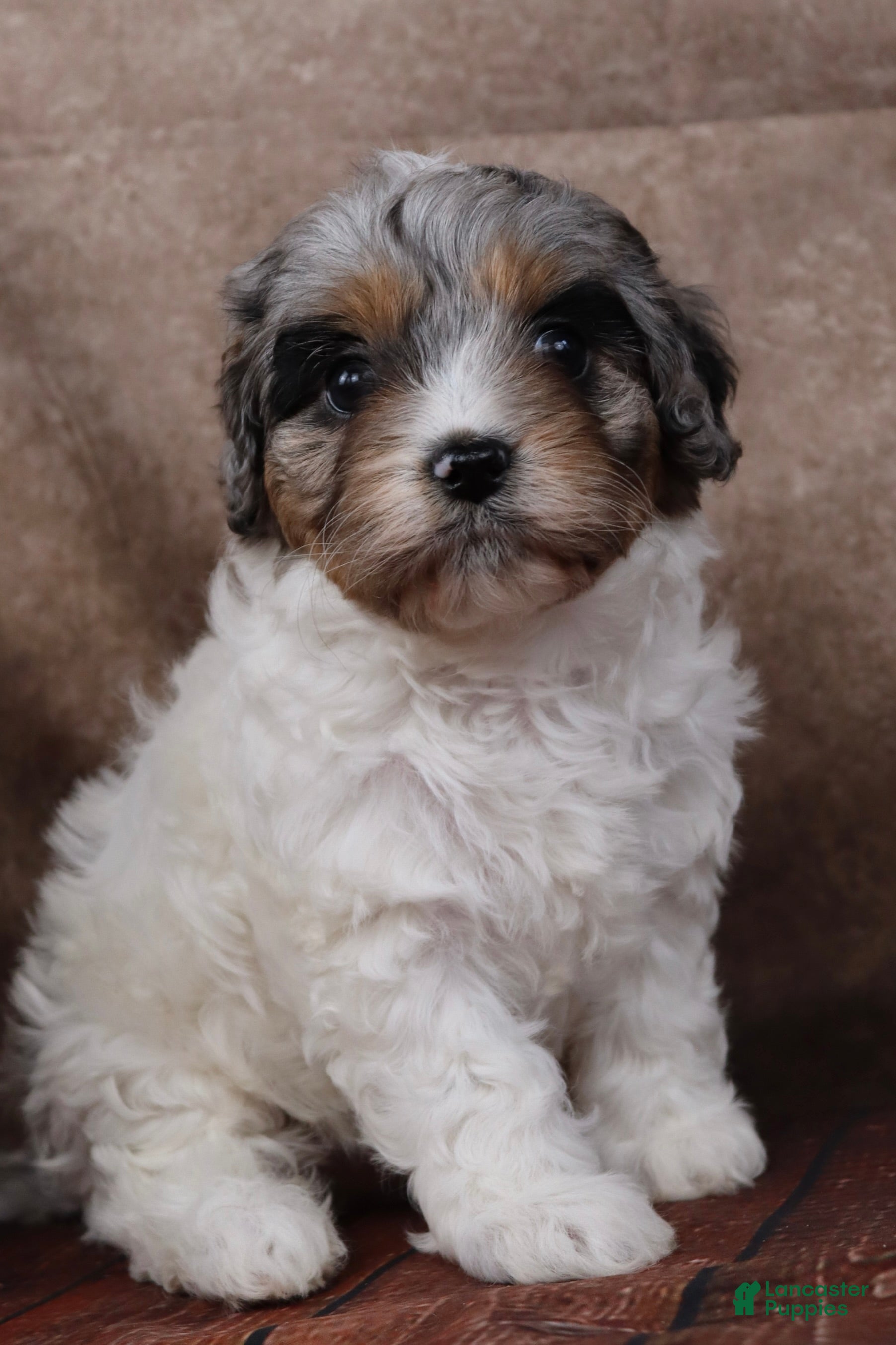 Cavapoo dogs Belle - Ad 2