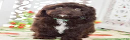 Cockapoo dogs for sale: Claire - Ad 3