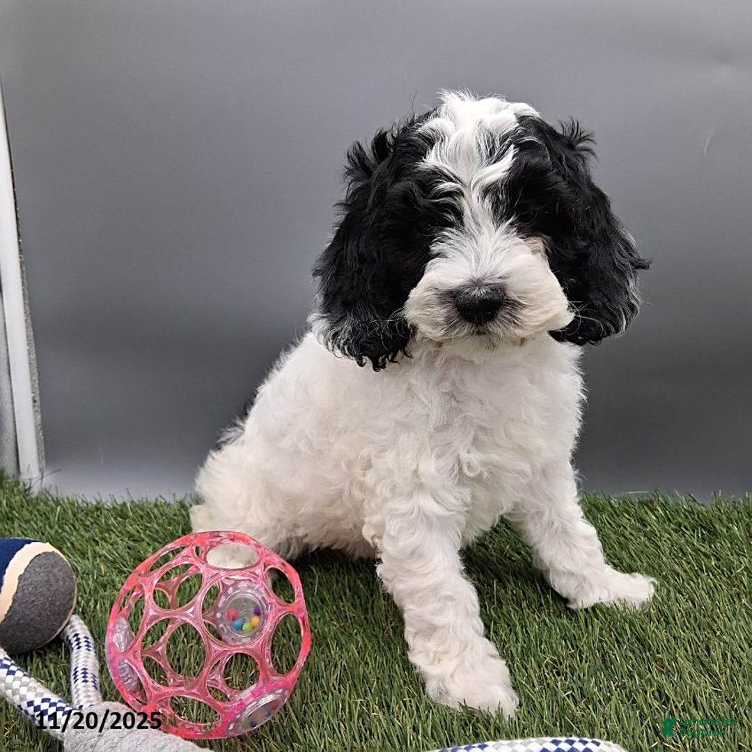 Cockapoo dogs for sale: Trevor - Ad 3