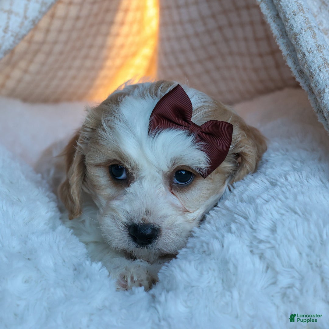 Cavachon dogs for sale: LONNIE - Ad 5