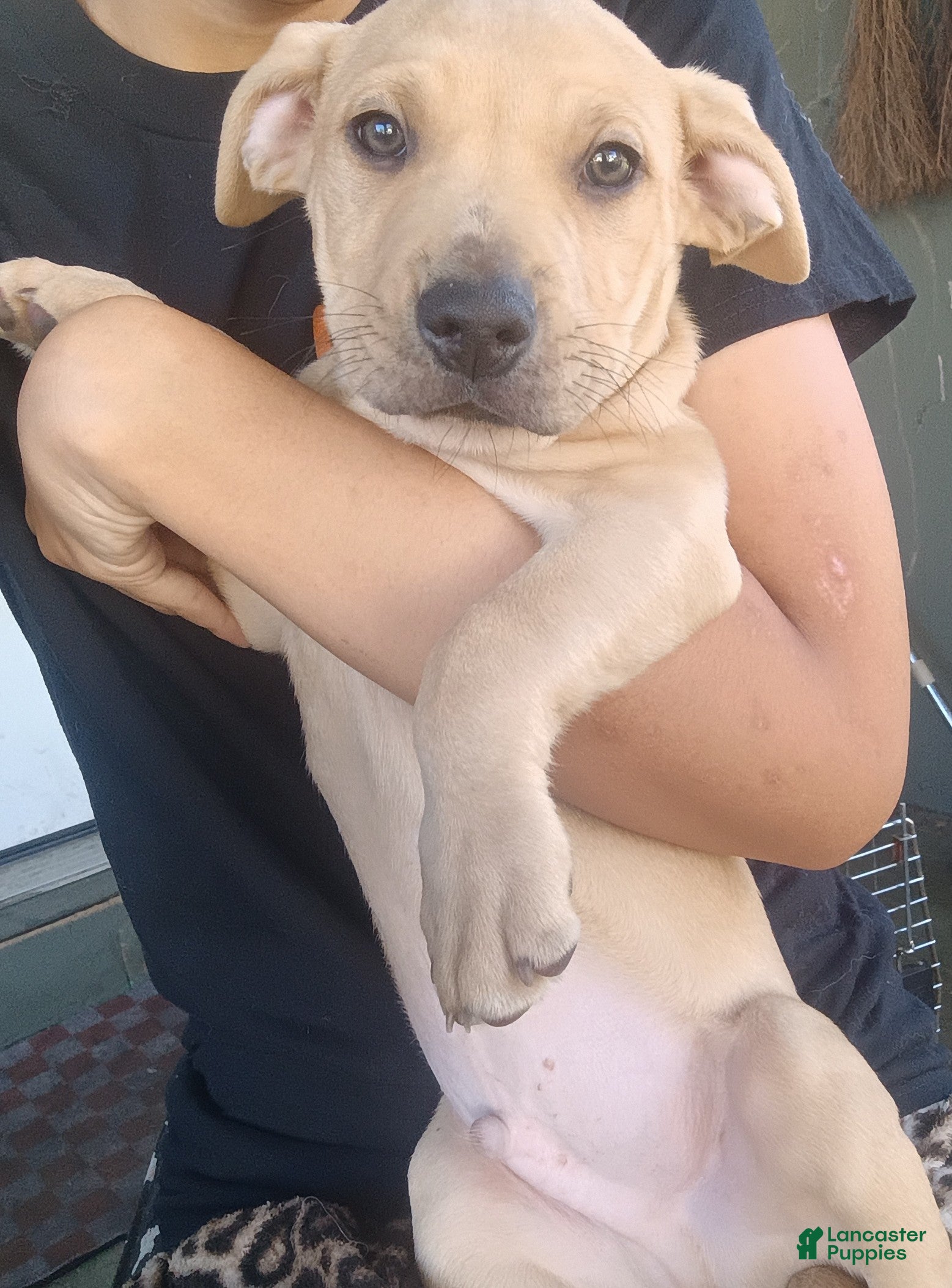 Mixed Breed dogs Blacknose Male 2 - Ad 2