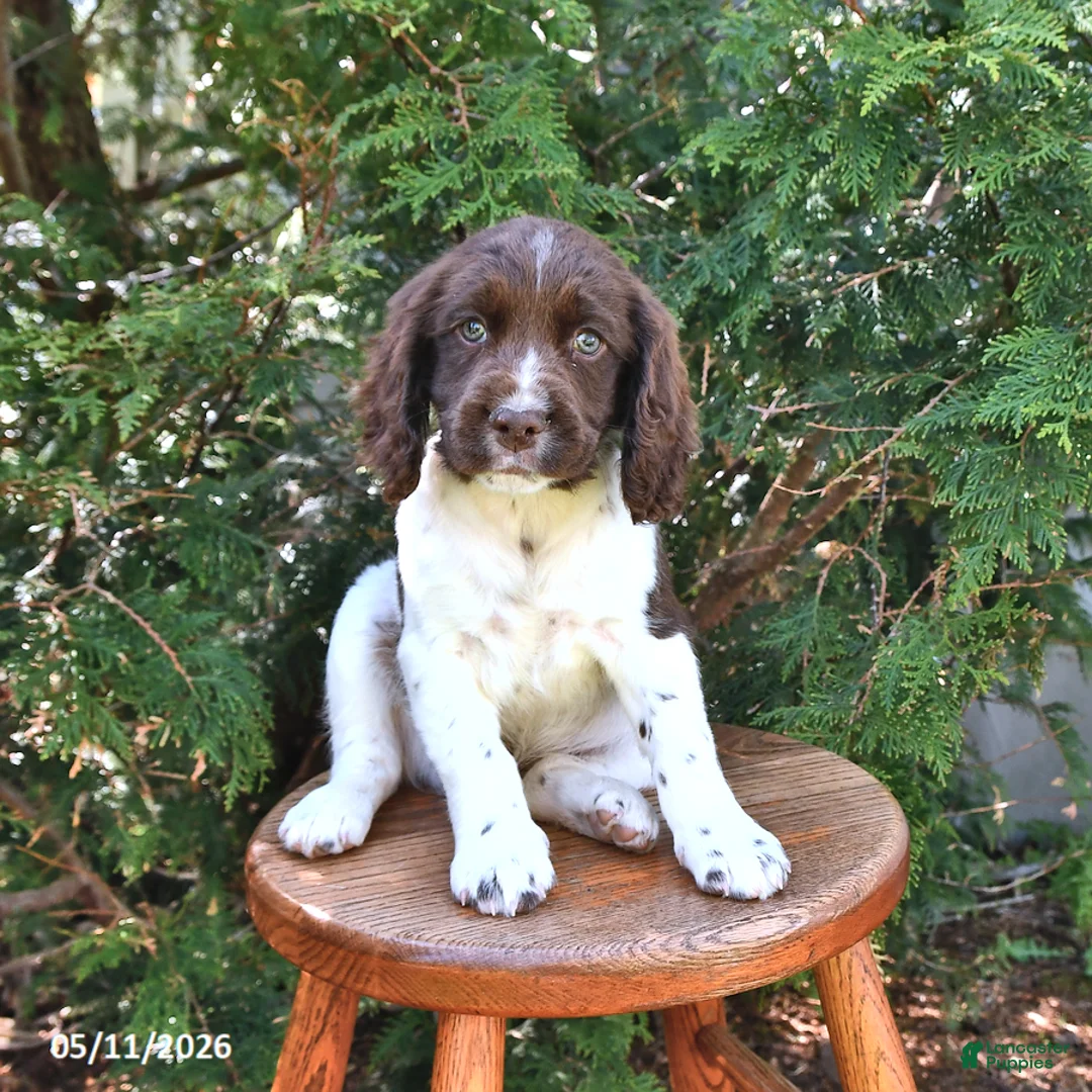 English Springer Spaniel dogs for sale: Evelyn - Ad 1