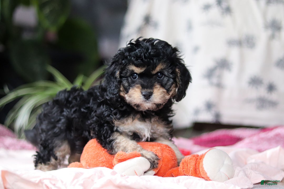 Cavapoo dogs for sale: Blaire - Ad 7