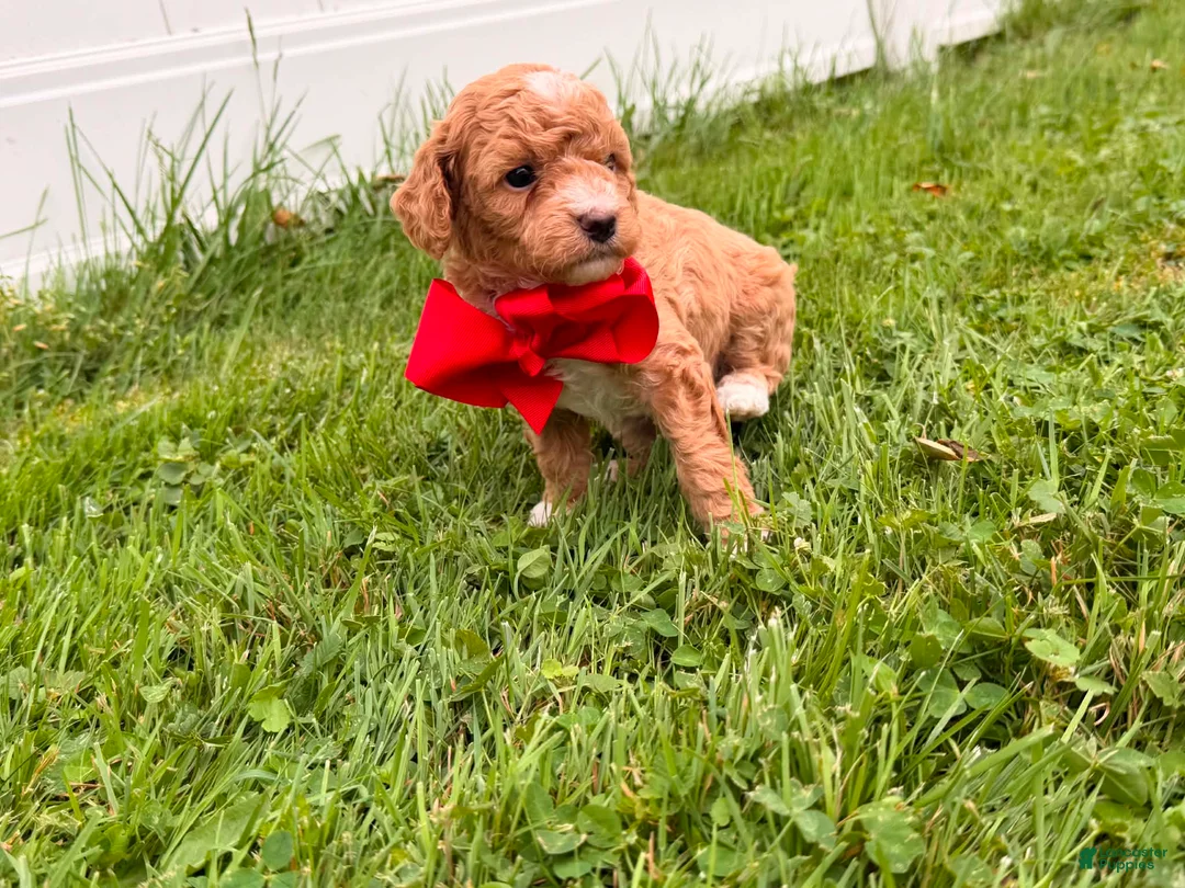 Mini Goldendoodle dogs for sale: Marshall - Ad 1