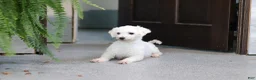 Cavachon dogs for sale: Benji - Ad 8