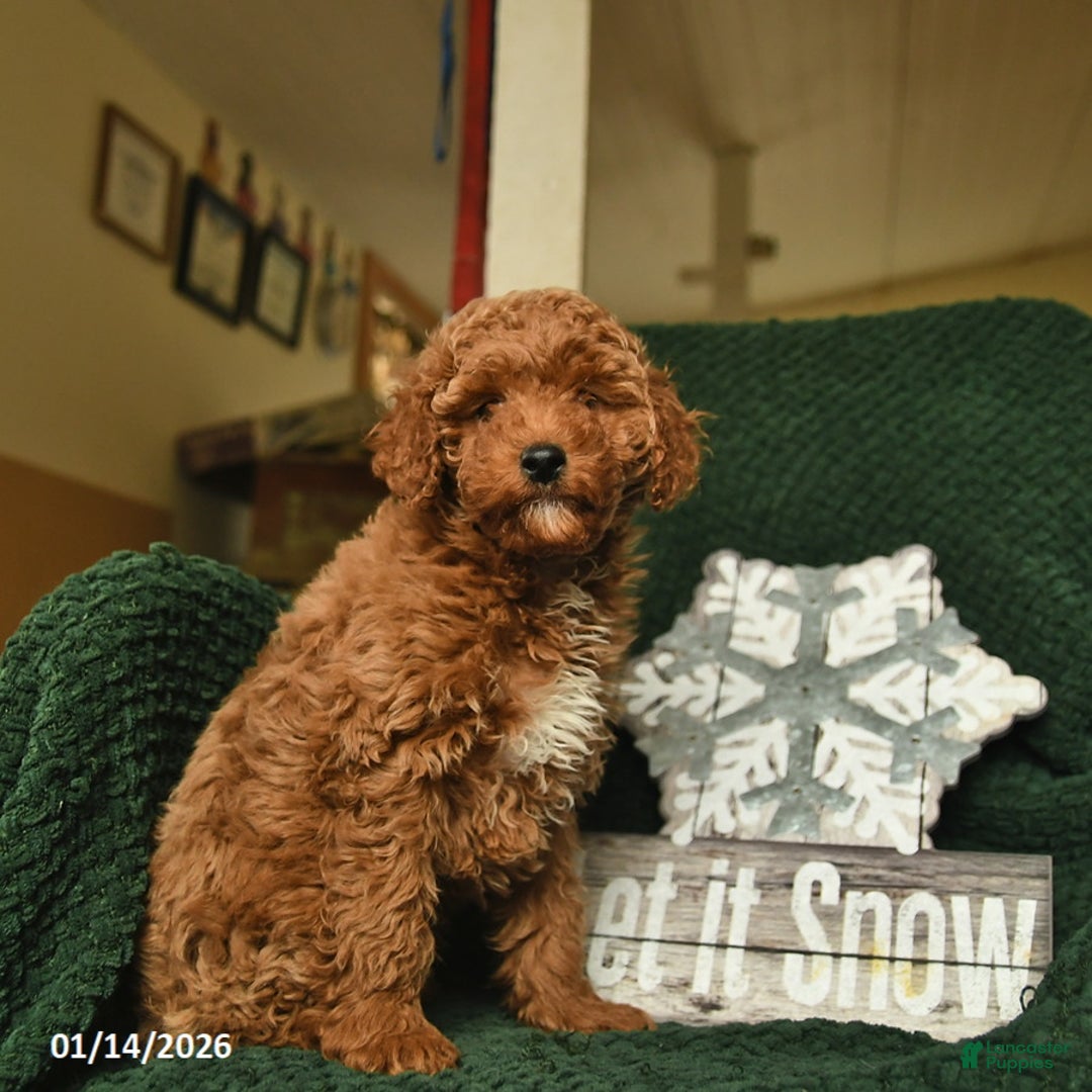 Miniature Poodle dogs for sale: Melvin  - Ad 3