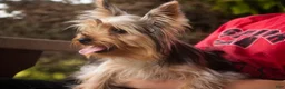 Yorkshire Terrier dogs for sale: Lucy - Ad 4
