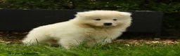 Samoyed dogs for sale: Kayla - Ad 4