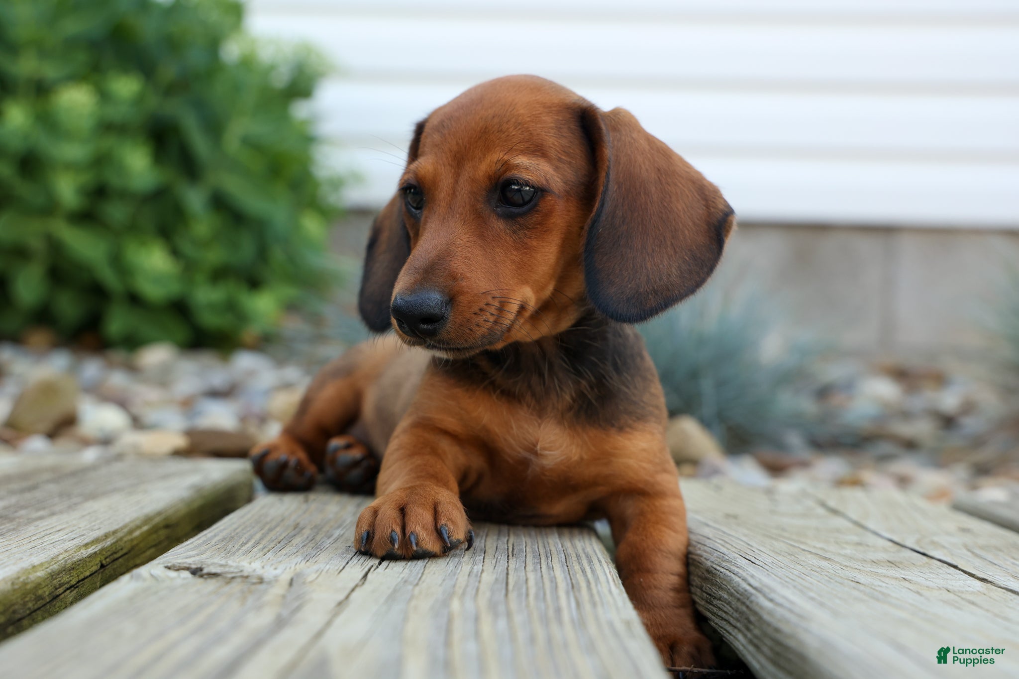 Miniature Dachshund dogs Sabrina 💝 - Ad 2