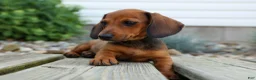 Miniature Dachshund dogs for sale: Sabrina 💝 - Ad 2