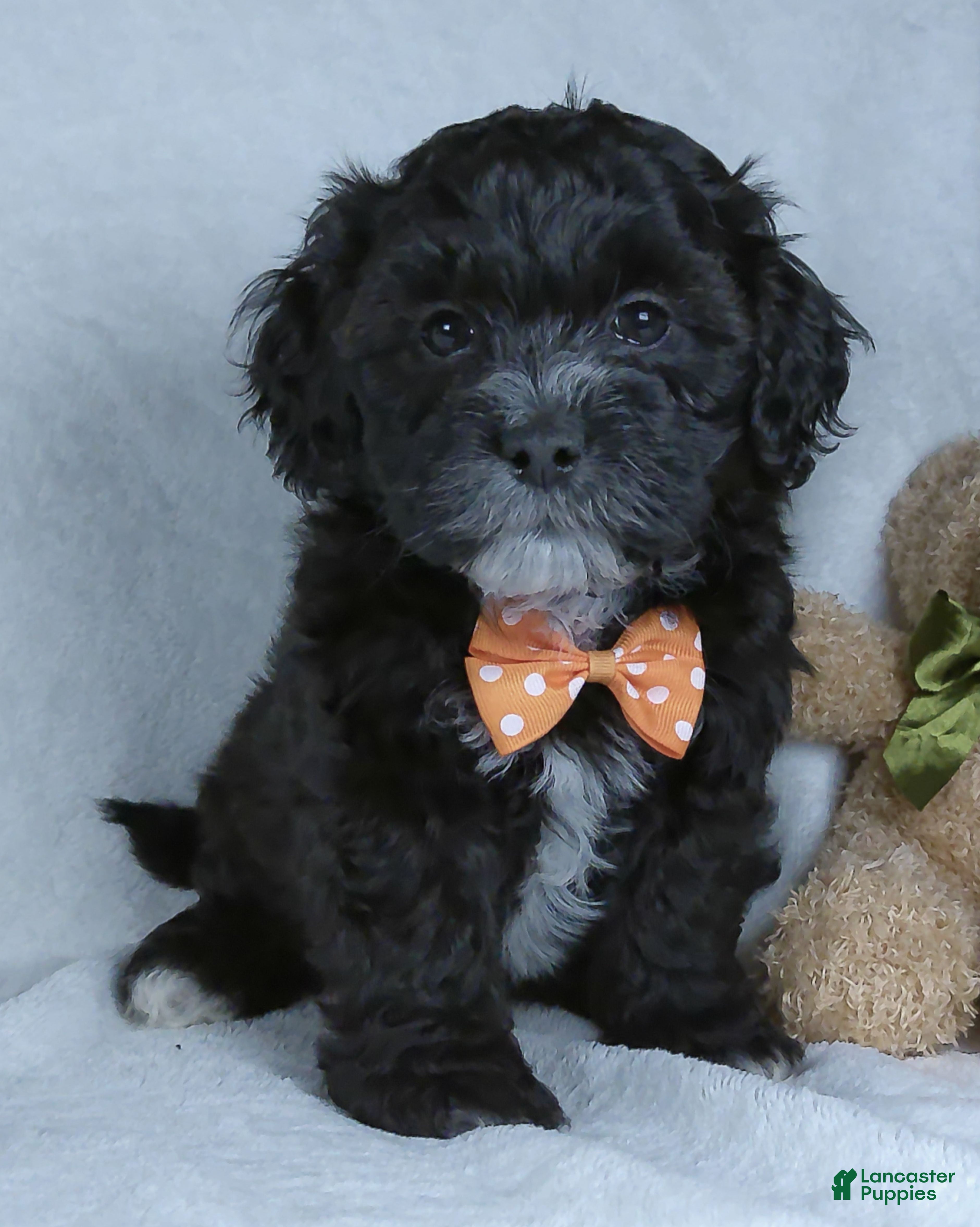 Shihpoo dogs Oreo - Ad 1