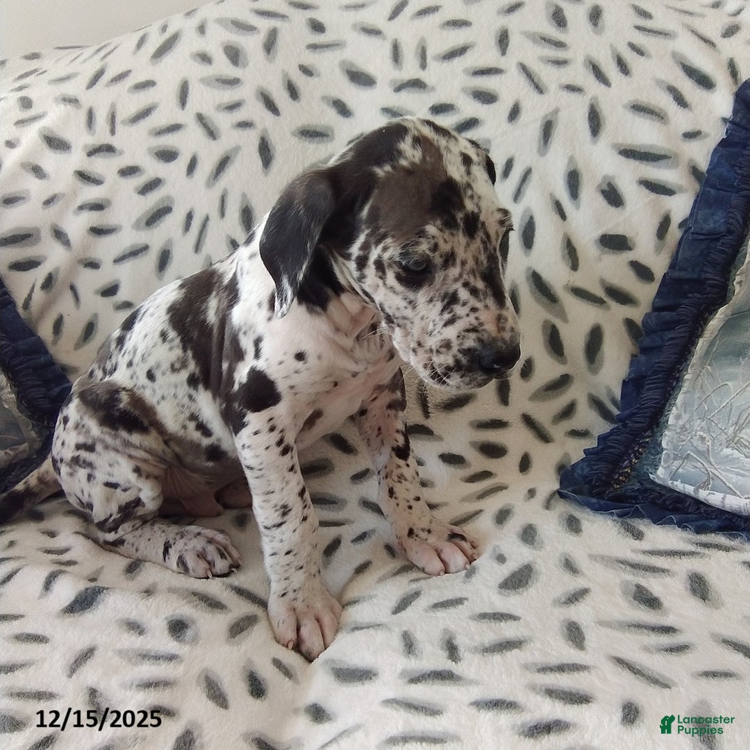 Great Dane dogs for sale: Kane - Ad 2