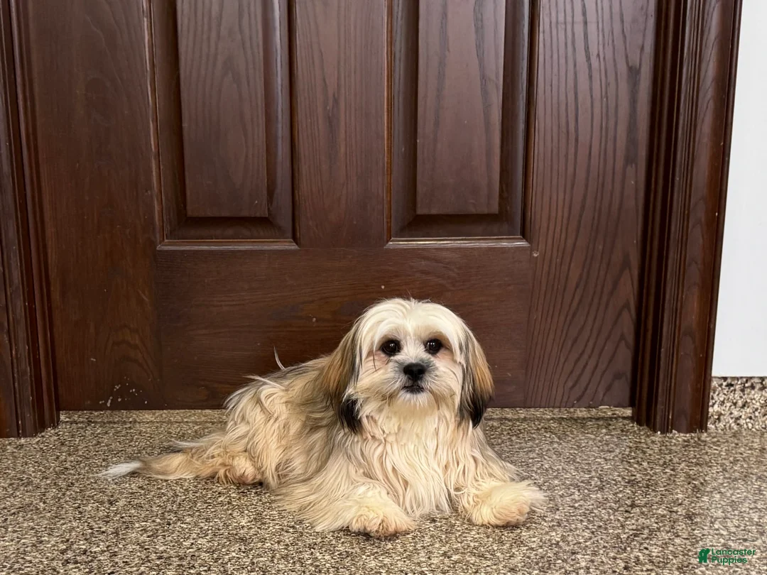 Lhasa Apso dogs for sale: Heather - Ad 5