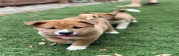 Shiba Inu dogs for sale: Meatball - Ad 4