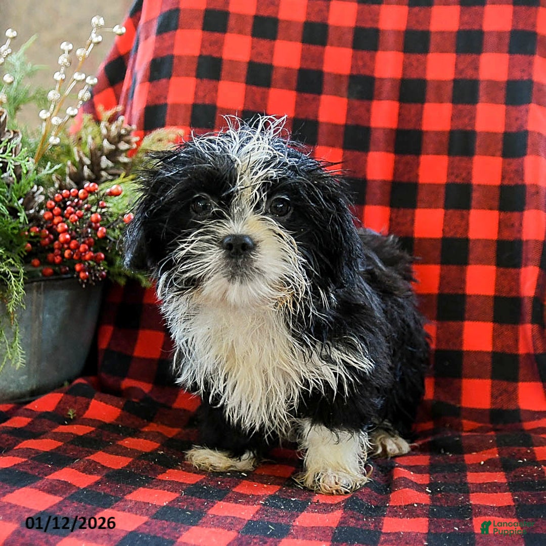 Shih Tzu dogs for sale: Amber - Ad 4