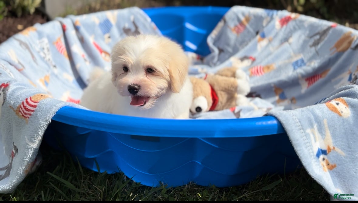 Shorkie dogs Shorkie Puppy 1 - Ad 1