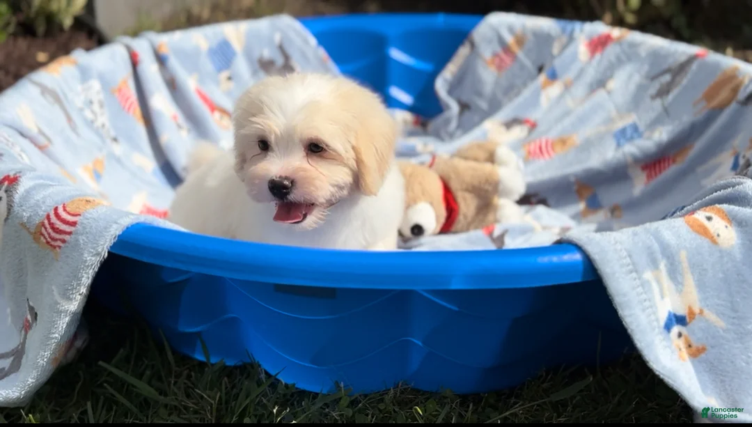 Shorkie dogs for sale: Shorkie Puppy 1 - Ad 1