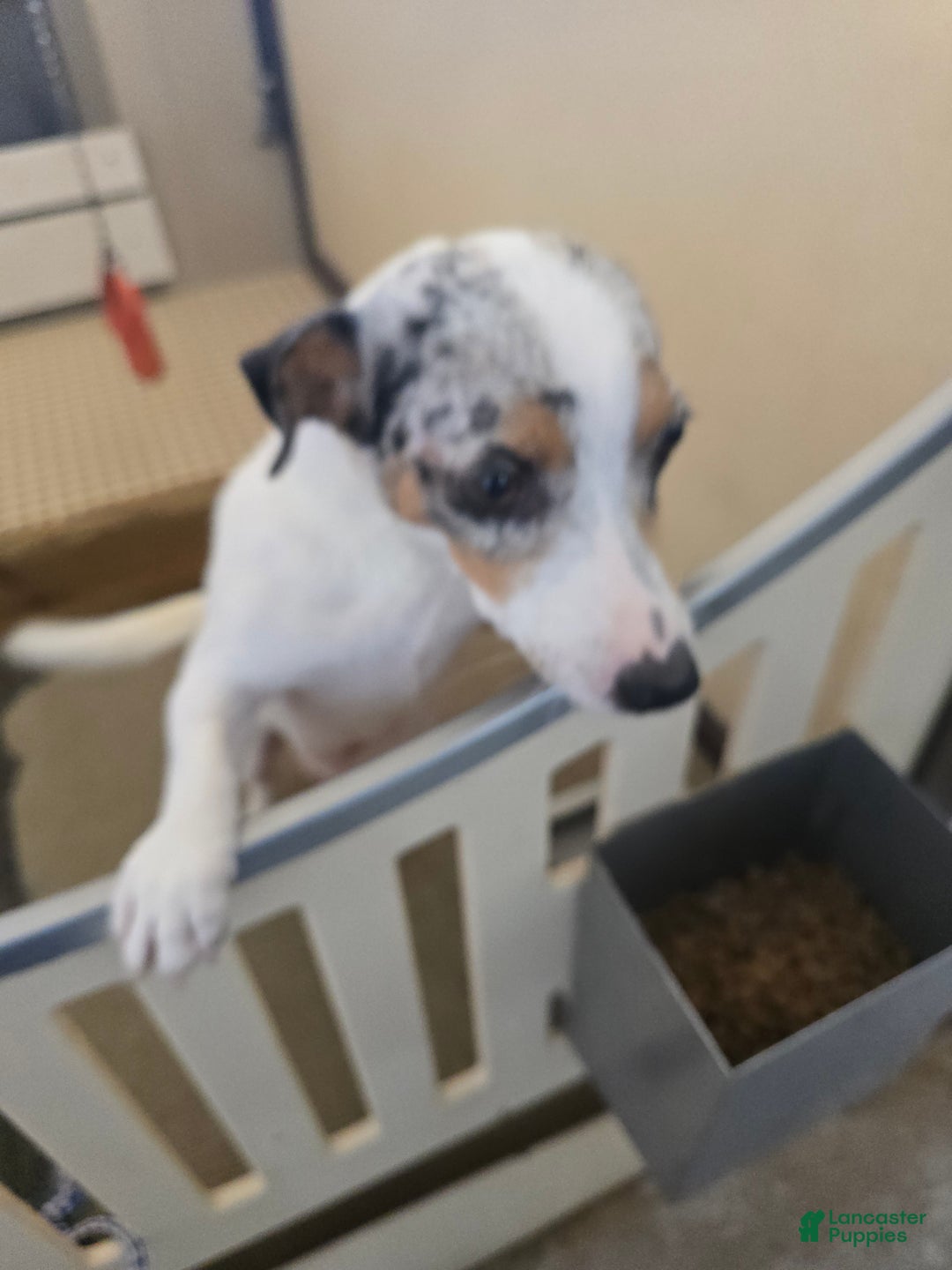 Jack Russell Terrier dogs for sale: Thumbilina - Ad 6