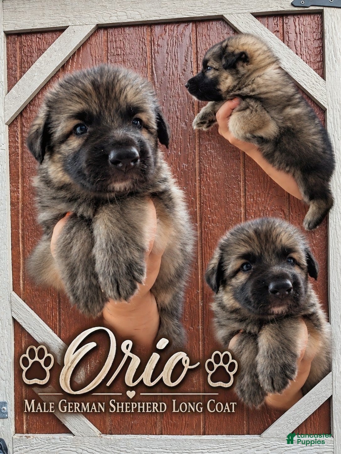 German Shepherd dogs Orio - Ad 24