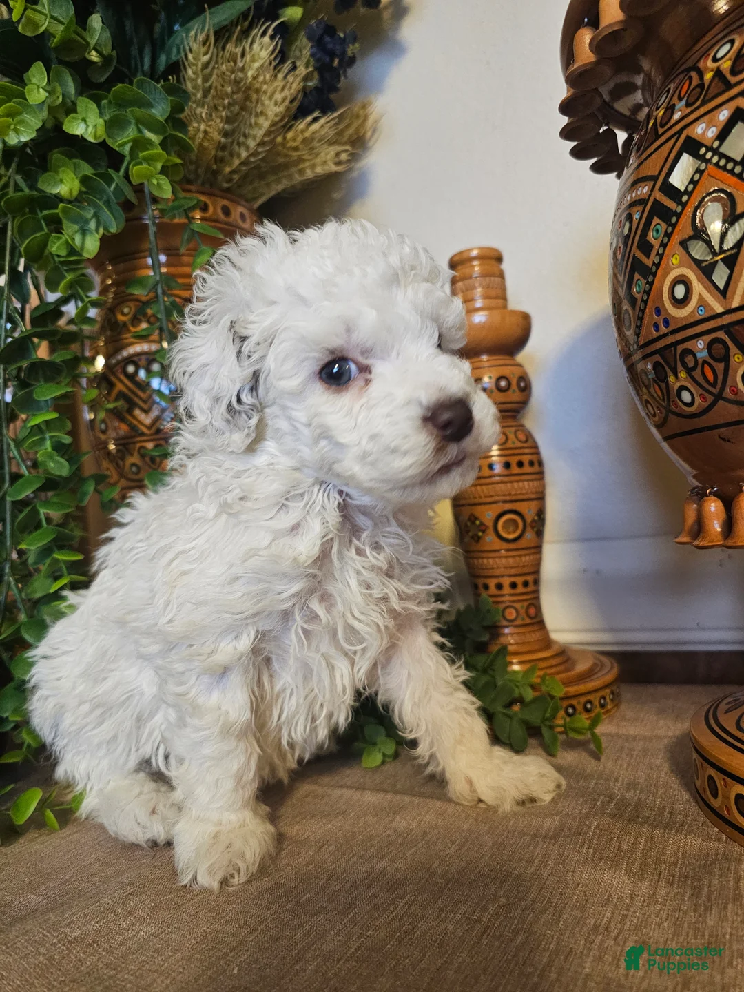 Mini Goldendoodle dogs for sale: Primrose  - Ad 8
