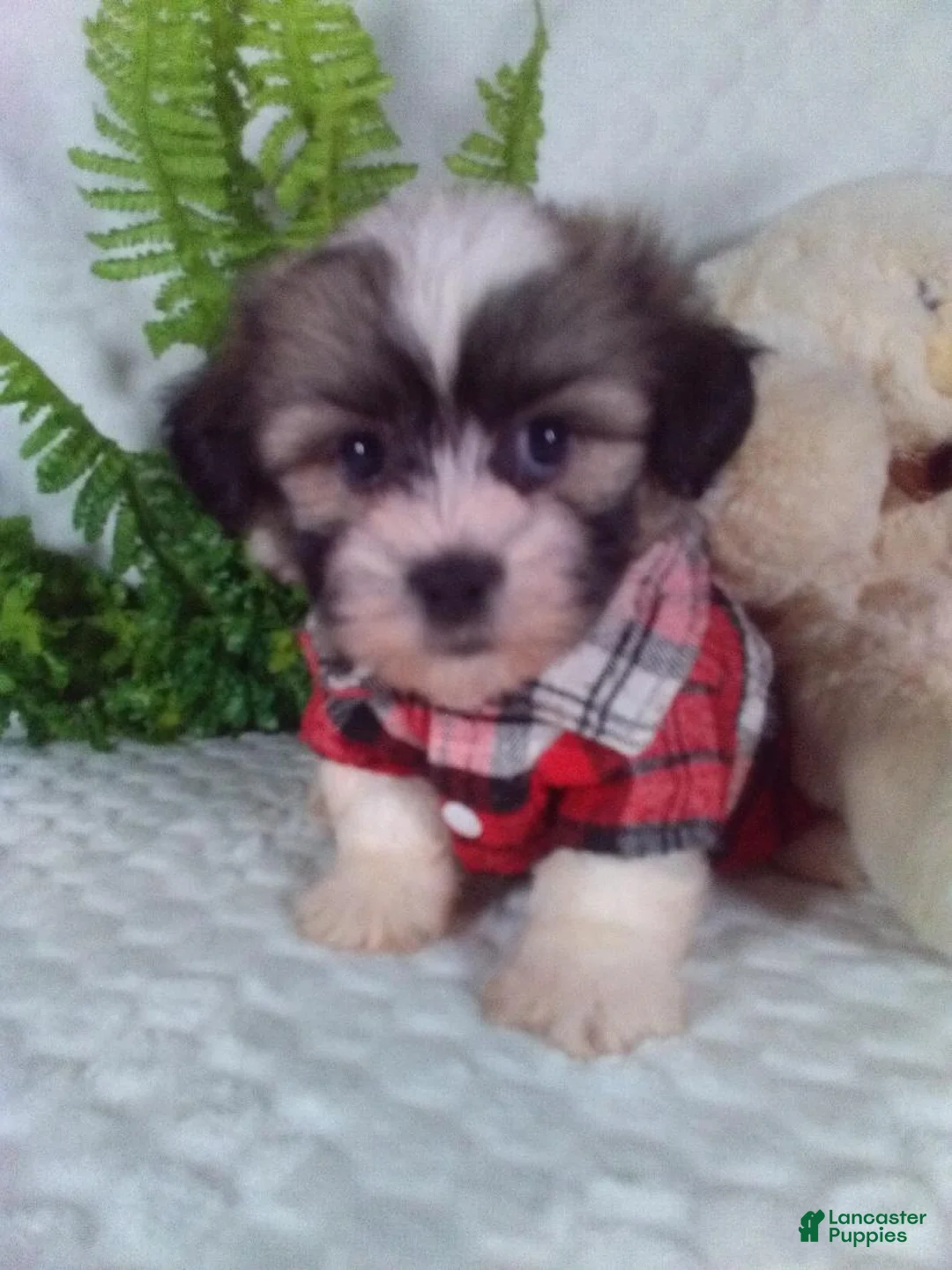 Shih Tzu dogs for sale: Cash - Ad 2