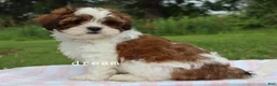 Mixed Breed dogs for sale: Loveda - Ad 3