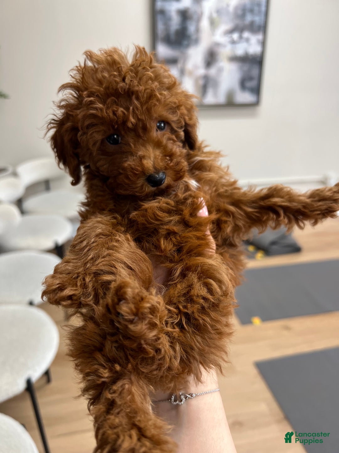 Toy Poodle Puppy for sale in Hackensack Lancaster Puppies