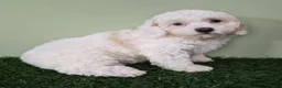 Miniature Poodle dogs for sale: Mercedes - Ad 6