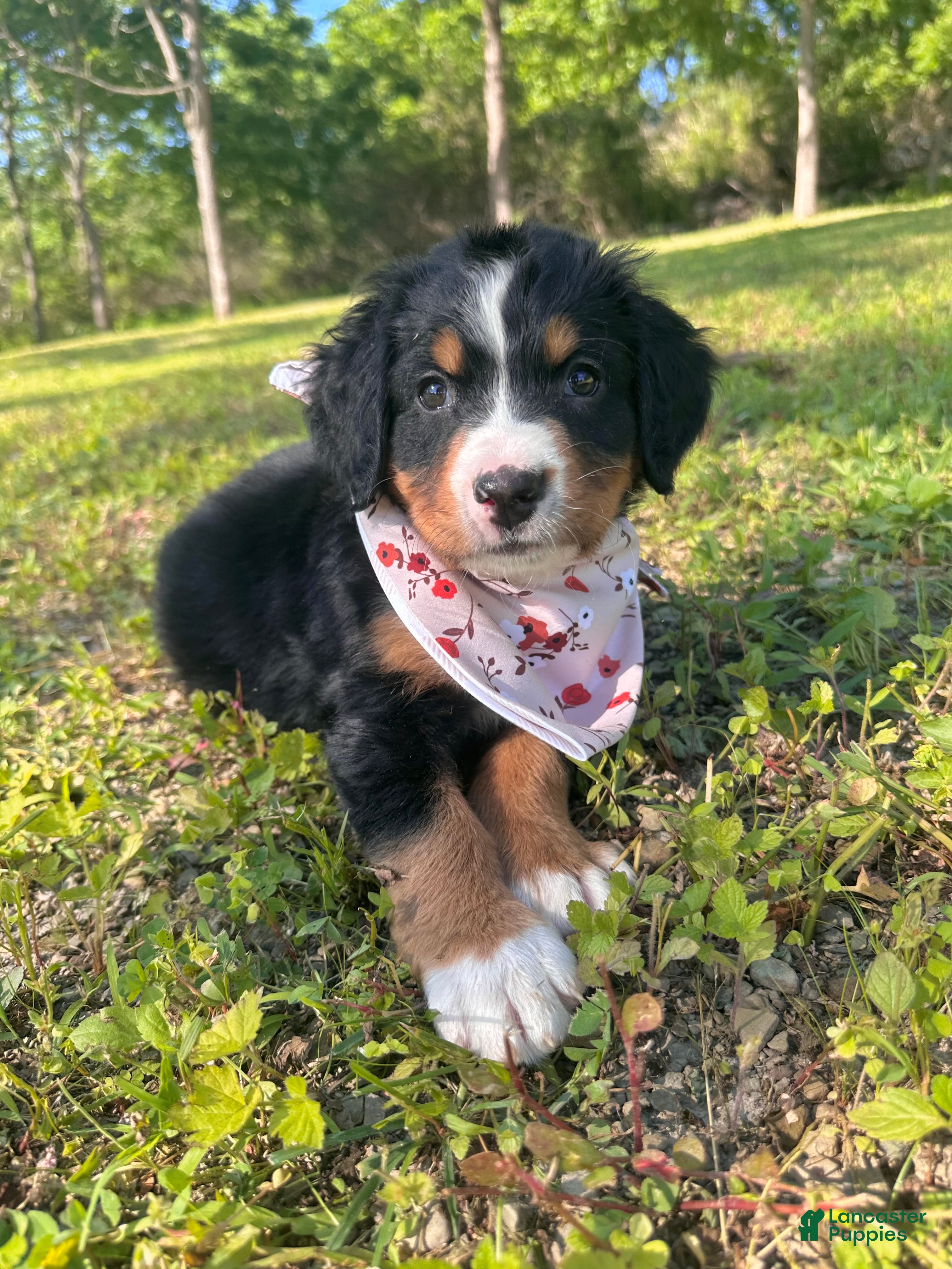 Bernese Mountain Dog dogs Berner bunch - Ad 2