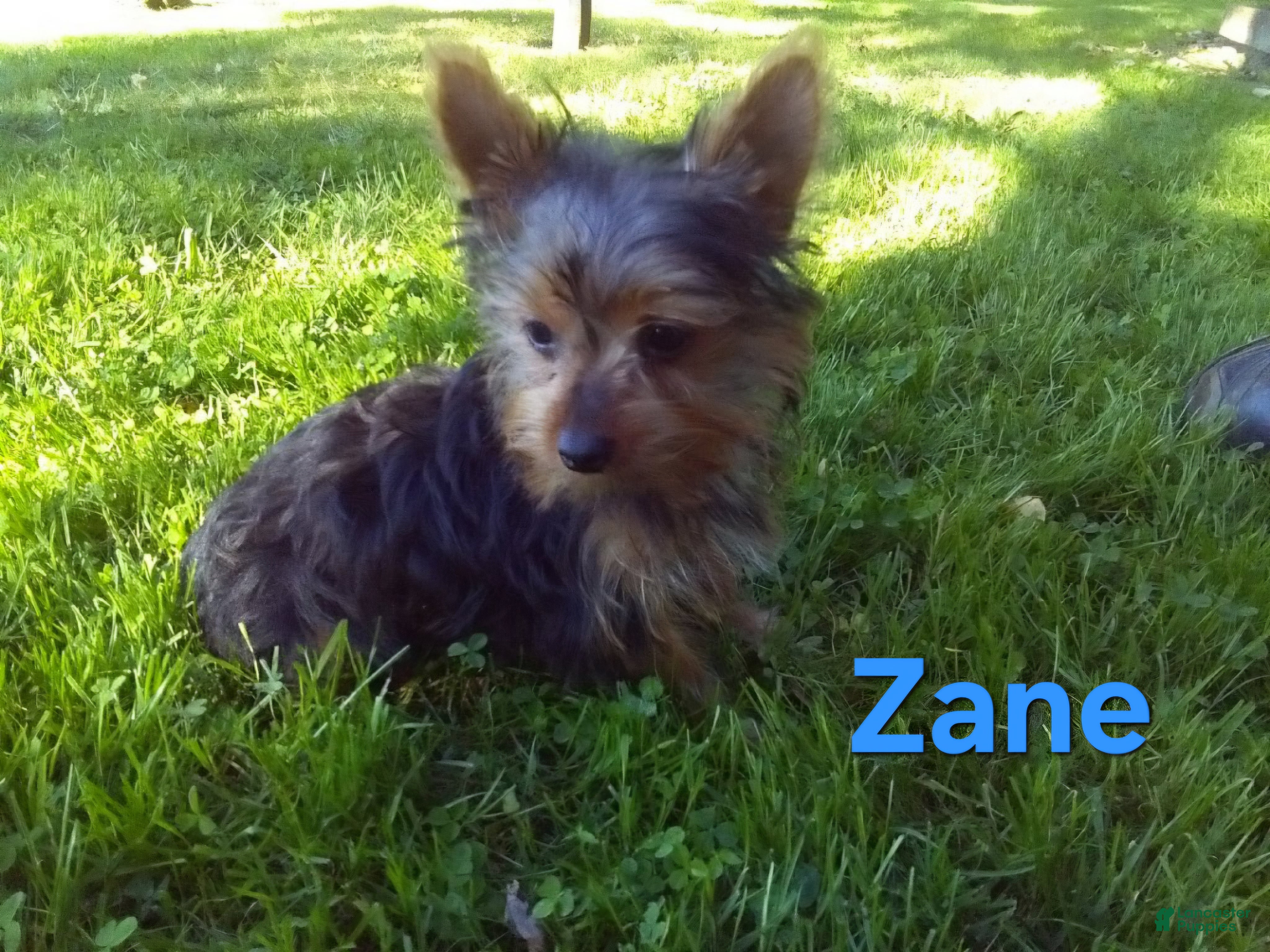 Yorkshire Terrier dogs Zane - Ad 2