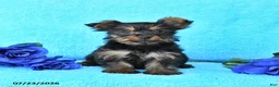 Yorkshire Terrier dogs for sale: Junior - Ad 1