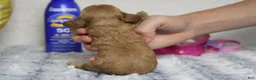 Cockapoo dogs for sale: Jocelyn - Ad 4