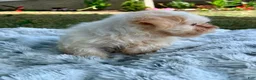 Teddy Bear dogs for sale: Callie - Ad 3