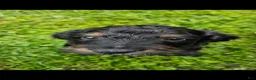 Mixed Breed dogs for sale: Dragonfly - Ad 2