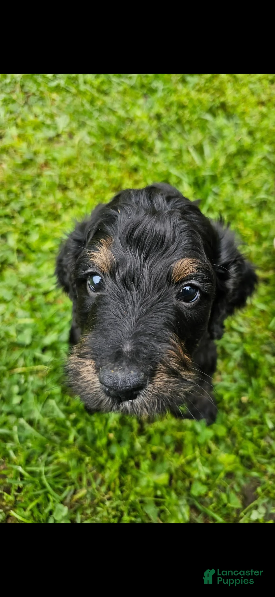 Mixed Breed dogs for sale: Dragonfly - Ad 2